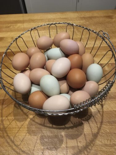 Soaring egg prices are piquing  interest in backyard chickens